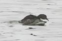 Least Grebe 011709 022